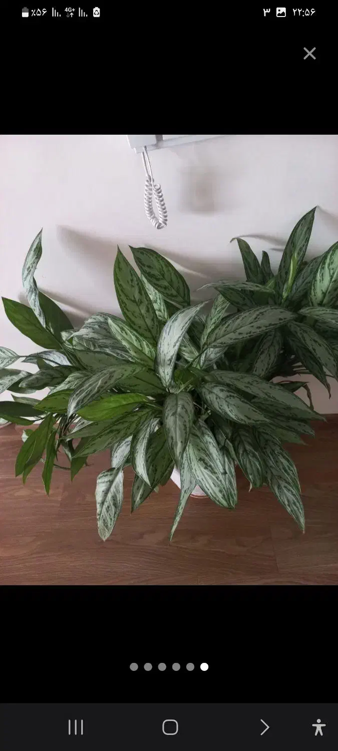 آگلونما شفلرا وزاموفیلیا|گل و گیاه طبیعی|کرمانشاه, |دیوار