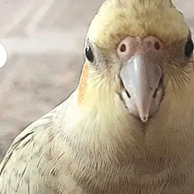 مرغ عشق پیداشده نشانی بدهیدتحویل بگیرید|پرنده|برخوار, |دیوار