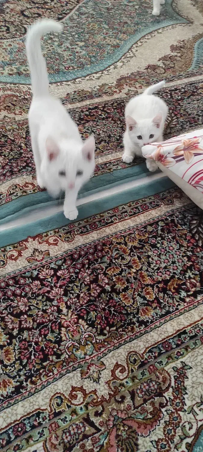 بچه گربه|گربه|مشهد, شهید شهریاری|دیوار