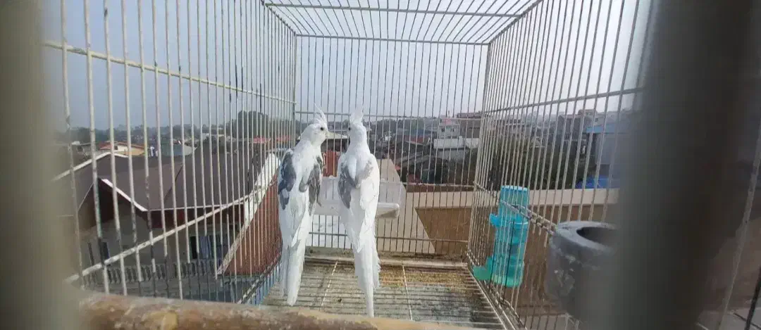 عروس مولد|پرنده|رشت, کوی یخ|دیوار