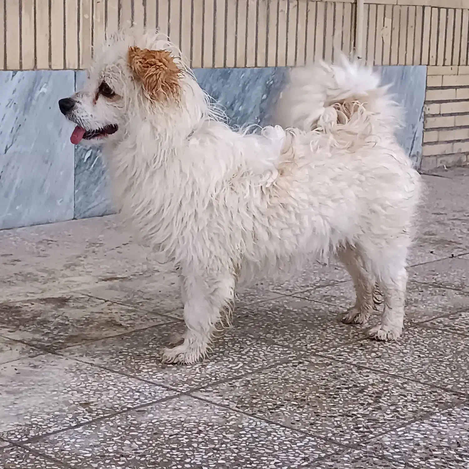 سگ بازیگوش|سگ|معصومیه, |دیوار