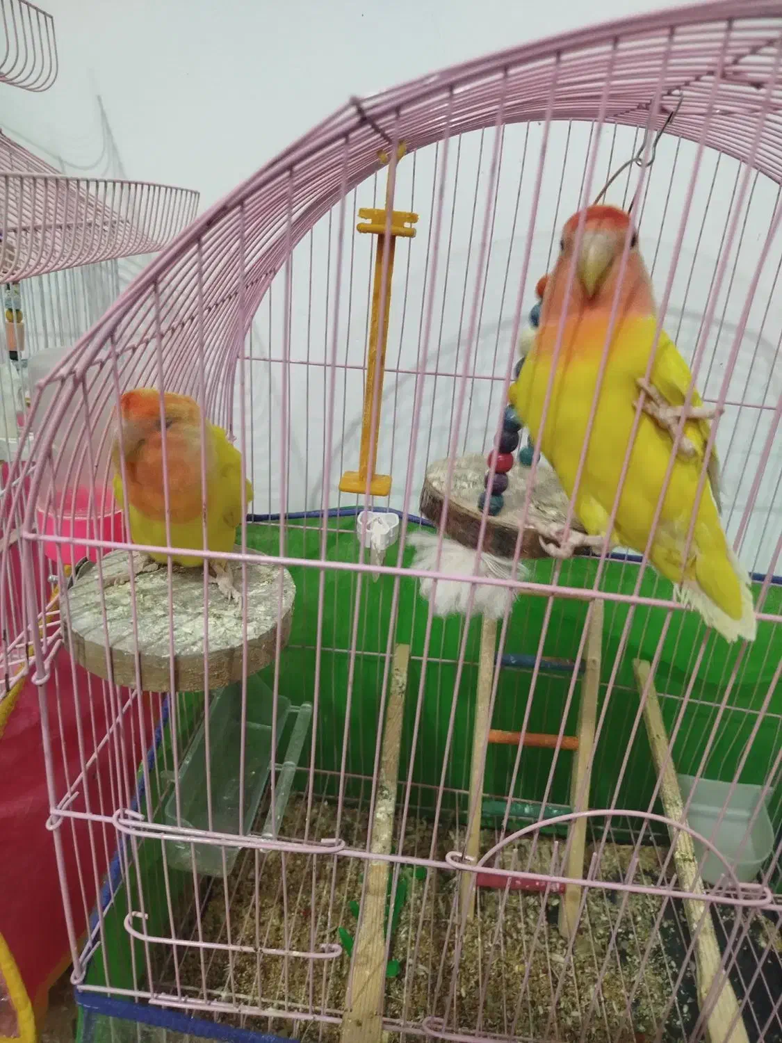 دوعدد کوتوله برزیلی|پرنده|بجنورد, |دیوار