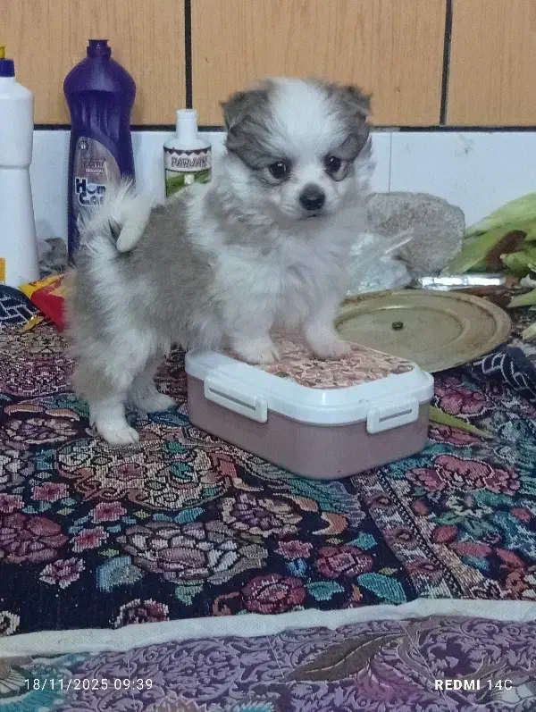 سگ شیتزو پامر|سگ|داراب, |دیوار