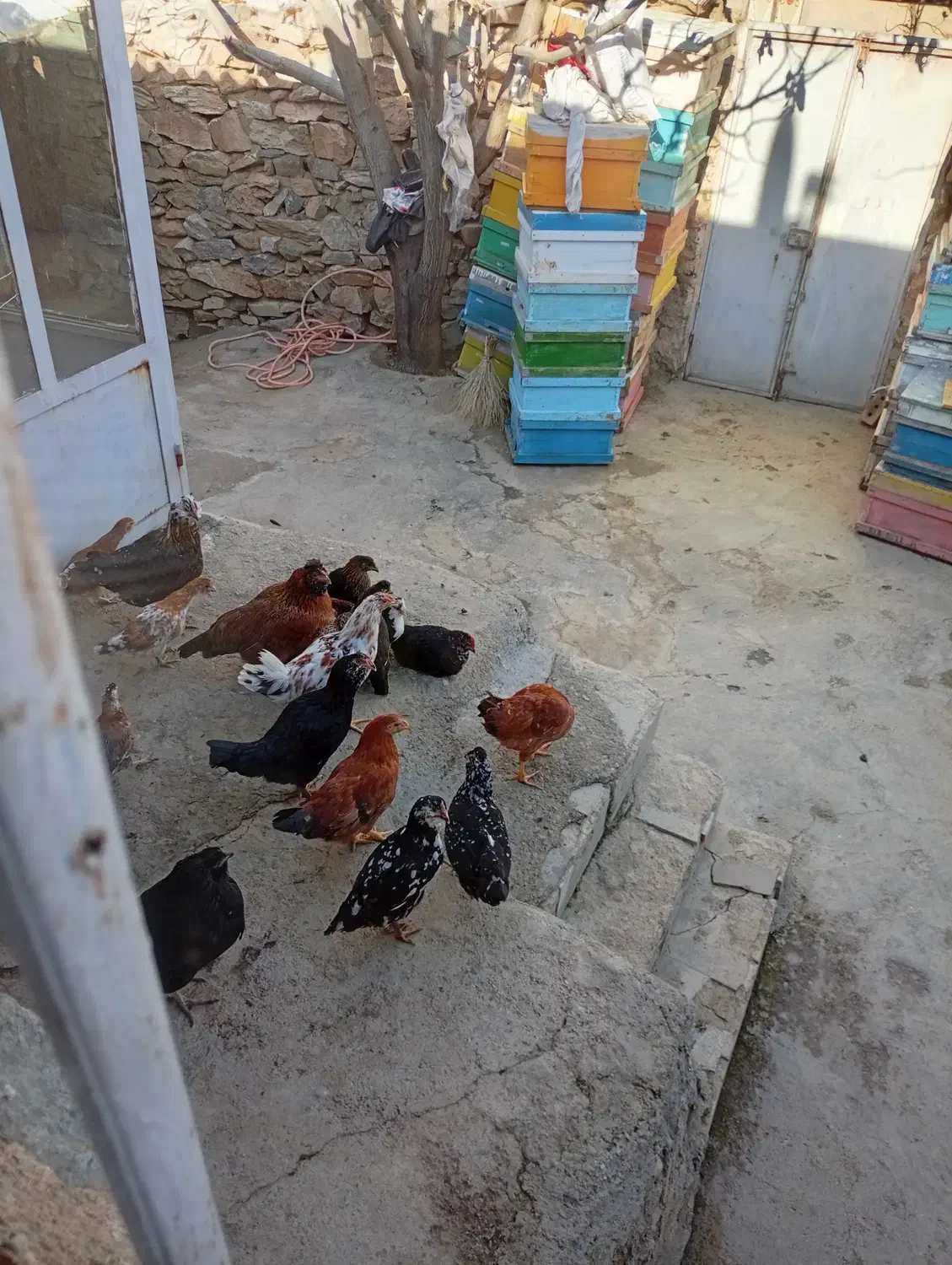 خروس گلین|حیوانات مزرعه|سرشیو, |دیوار