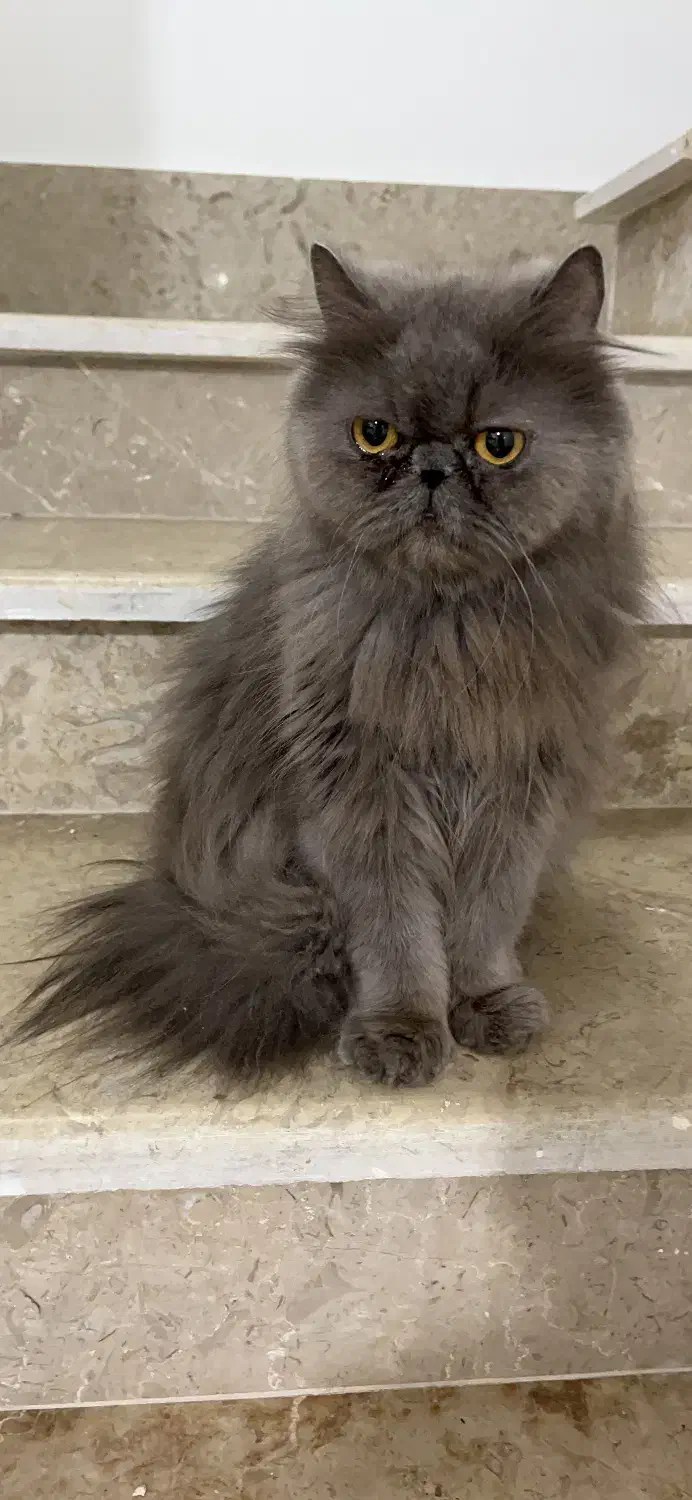 واگذاری گربه مولد پرشین/ اسکاتیش/ هیمالین|گربه|گنبد کاووس, |دیوار