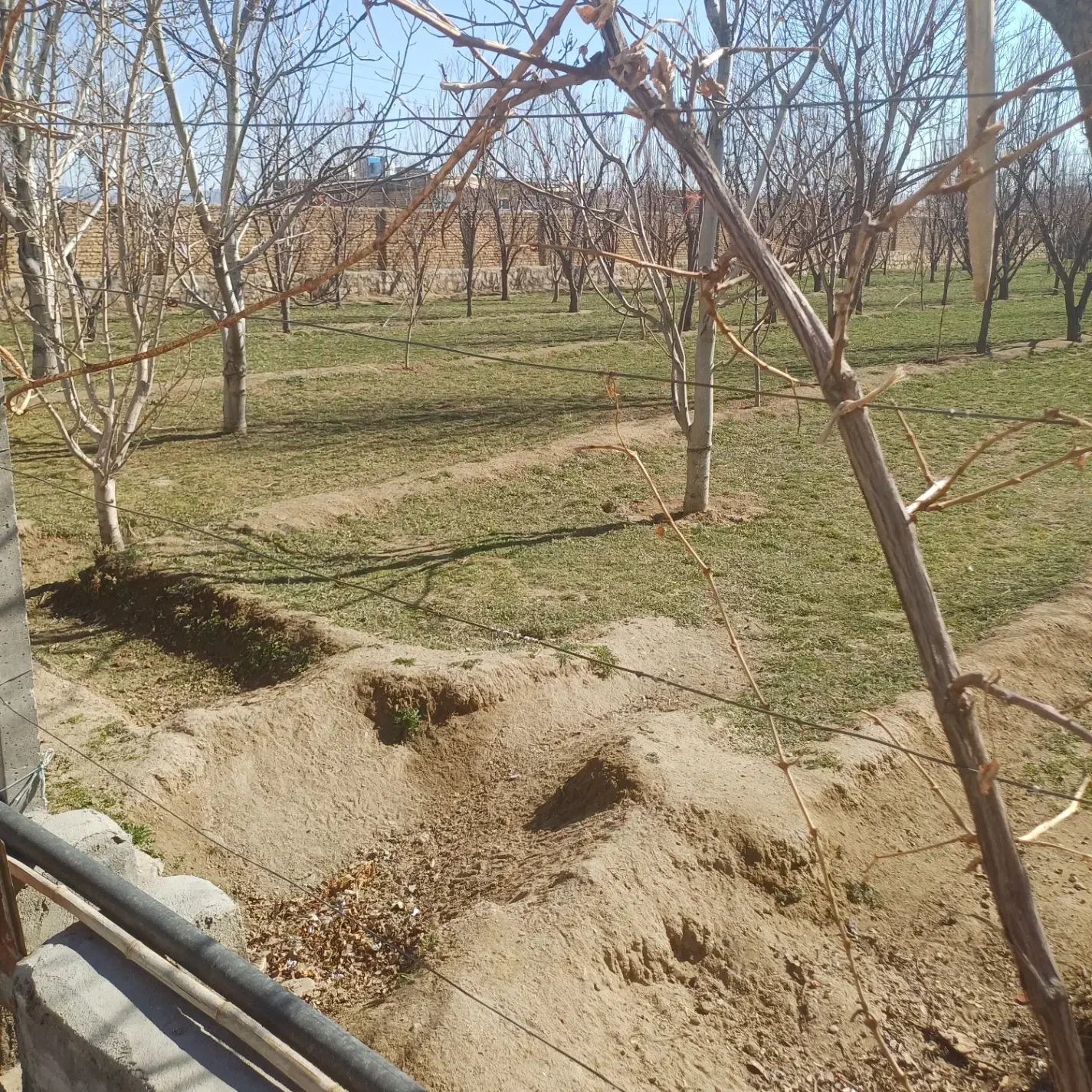 فروش باغ|فروش دفتر صنعتی، کشاورزی، تجاری|باروق, |دیوار