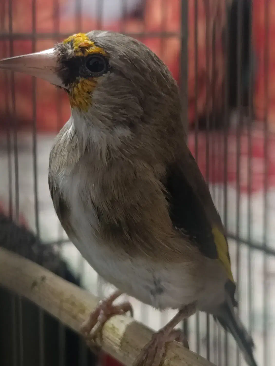 سهره کرمانی|پرنده|دماوند, گیلاوند|دیوار