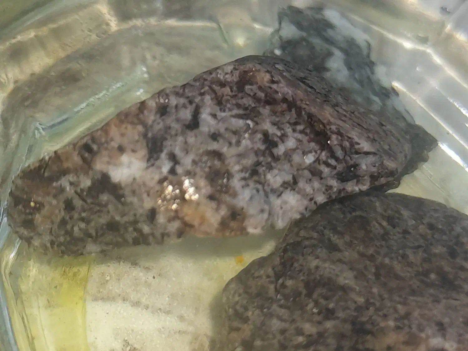 سنگ طلا موجوده ب صورت تکی و عمده هر کی خاست|جواهرات|سنگان, |دیوار