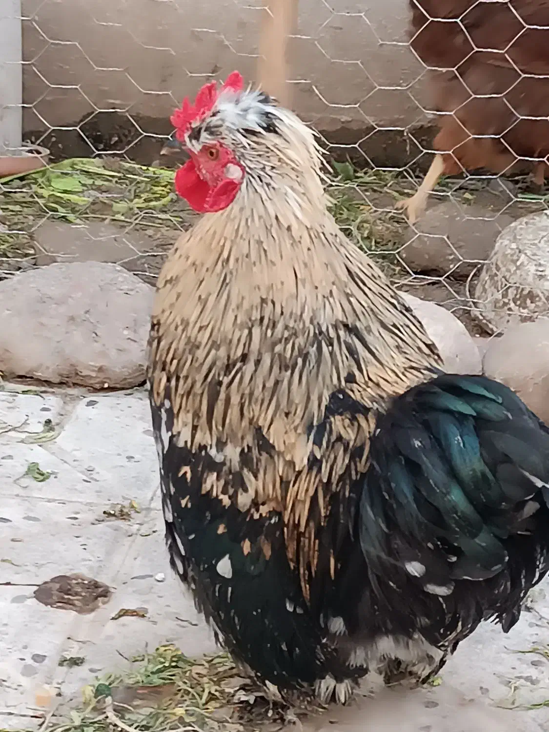 خروس کوشین|حیوانات مزرعه|رشت, حمیدیان|دیوار