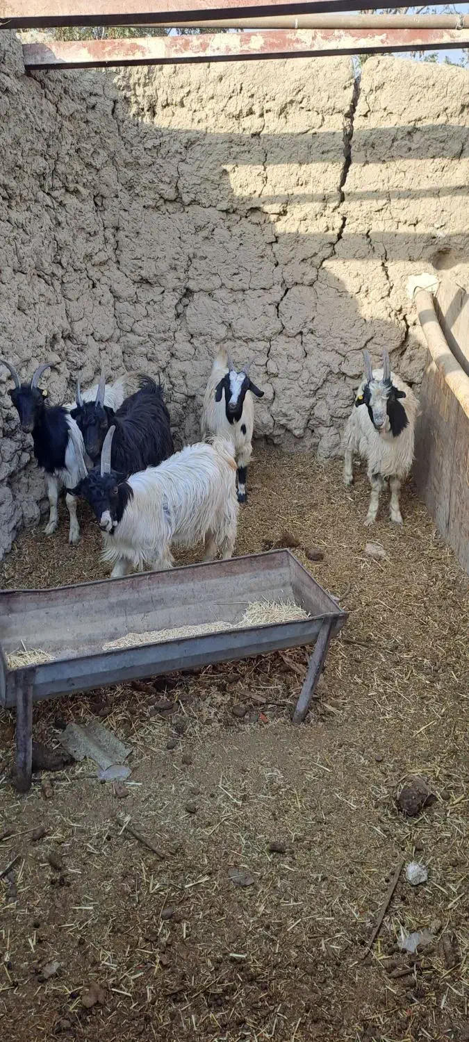 بزغاله سالم سرحال ۵تا ۳۰ میلیون|حیوانات مزرعه|کرج, شهرک الهیه|دیوار