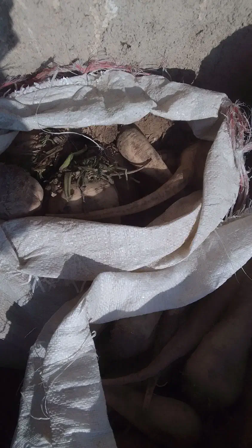 چغندر|خوردنی و آشامیدنی|قوچان, |دیوار