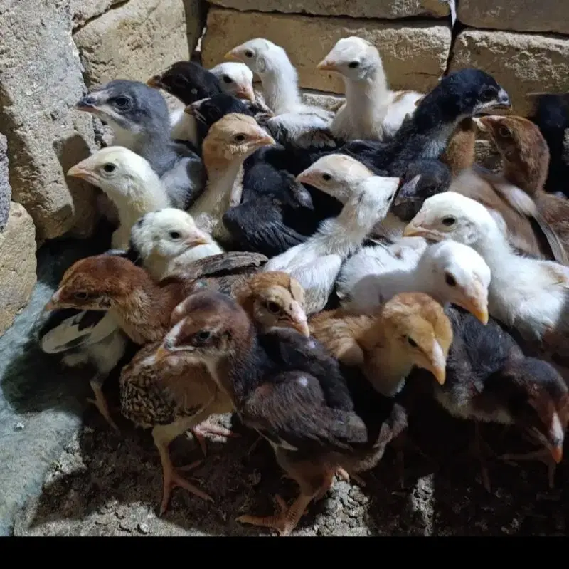 جوجه لاری خروس لاری مرغ|حیوانات مزرعه|تهران, شمشیری|دیوار