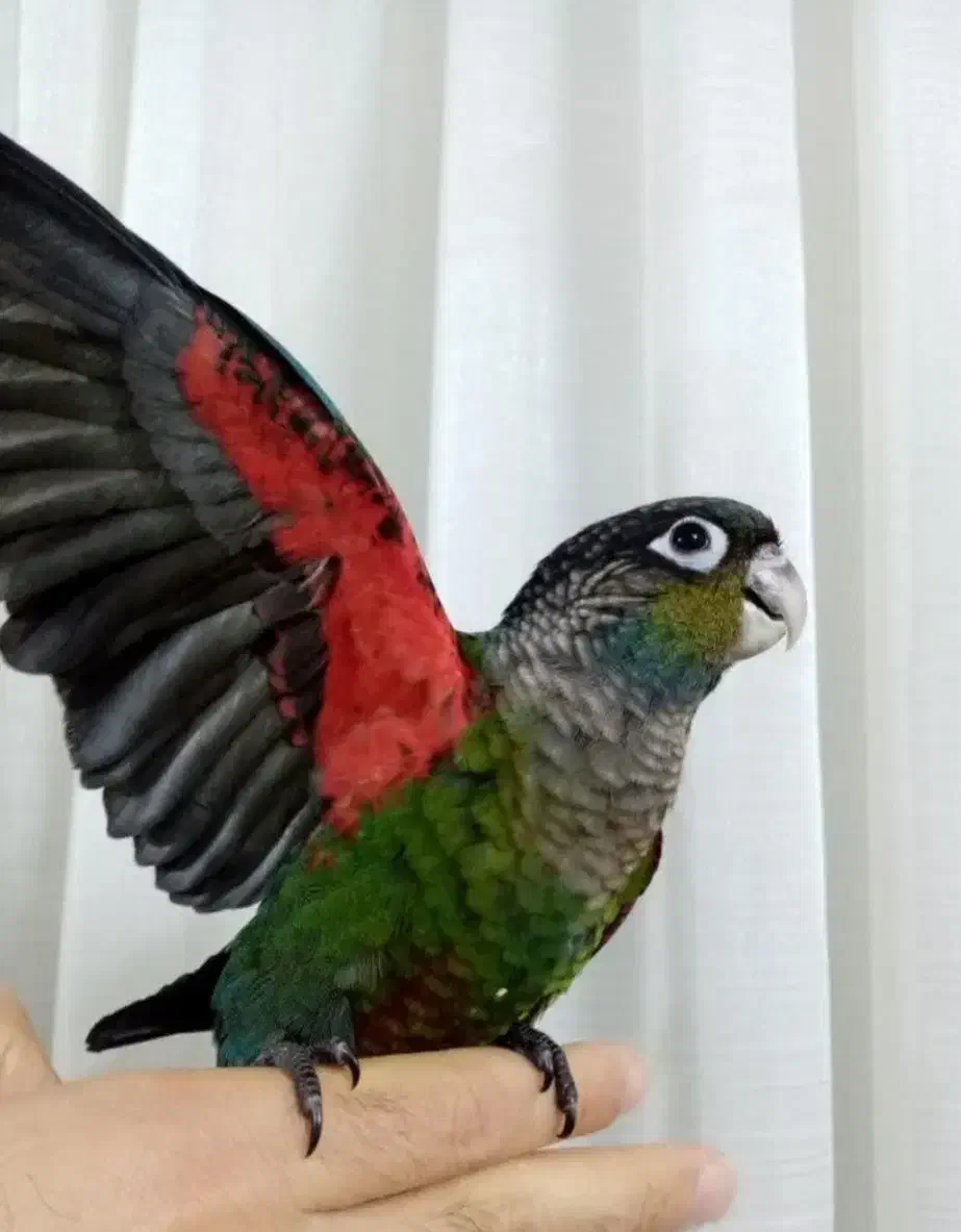 گرینچیک|پرنده|خمینیشهر, |دیوار