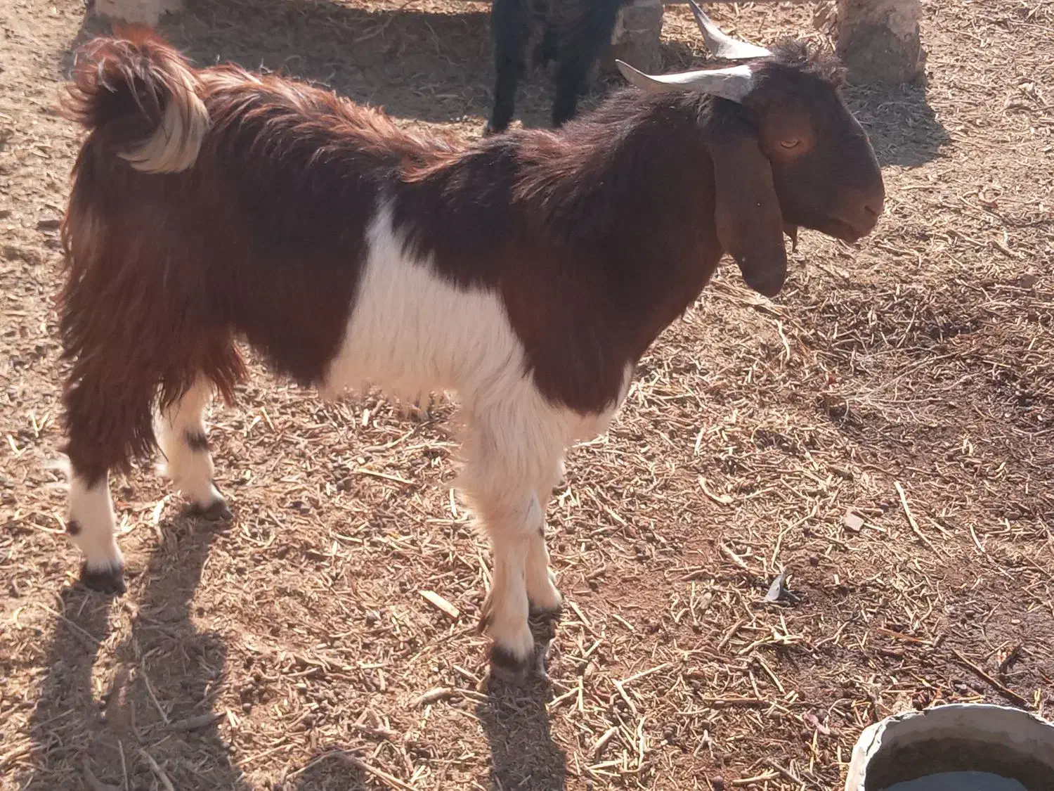 کهر نر|حیوانات مزرعه|زهک, |دیوار