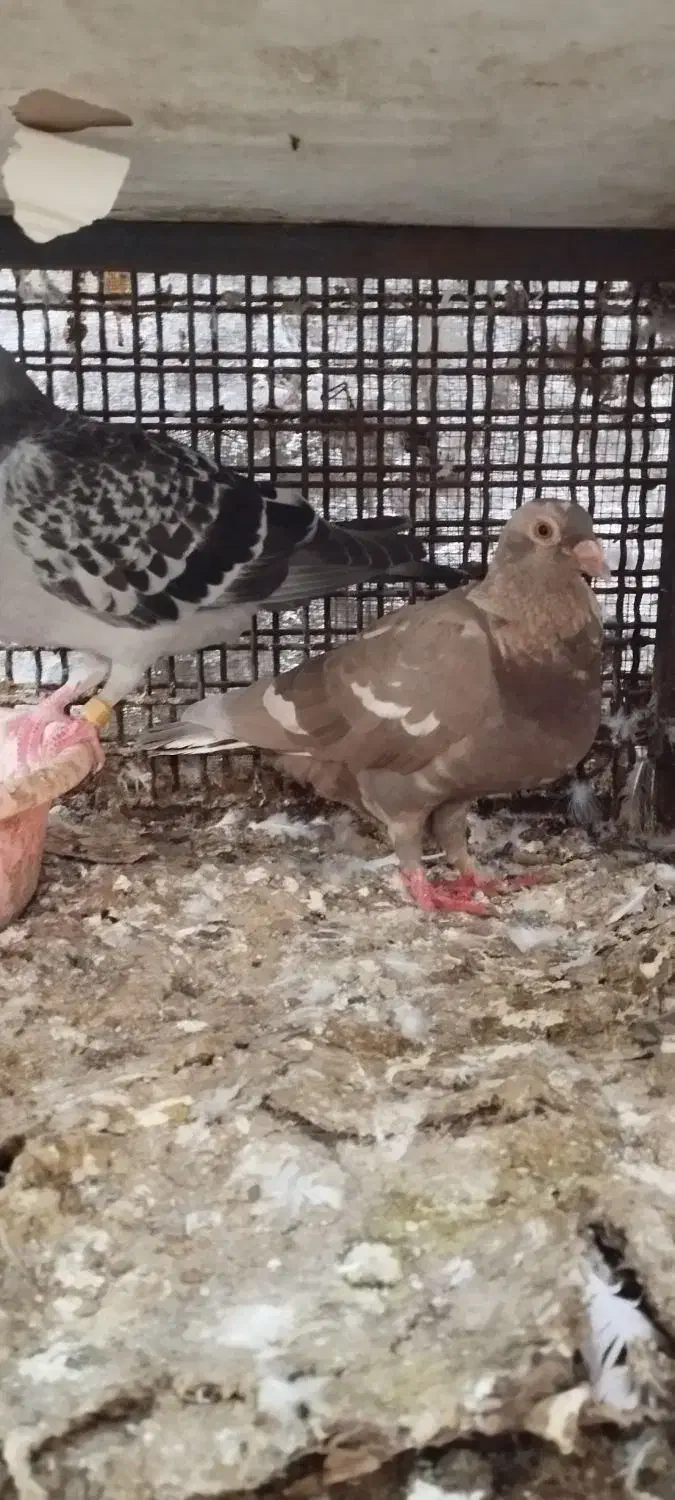 پلاکی|پرنده|بندرعباس, |دیوار