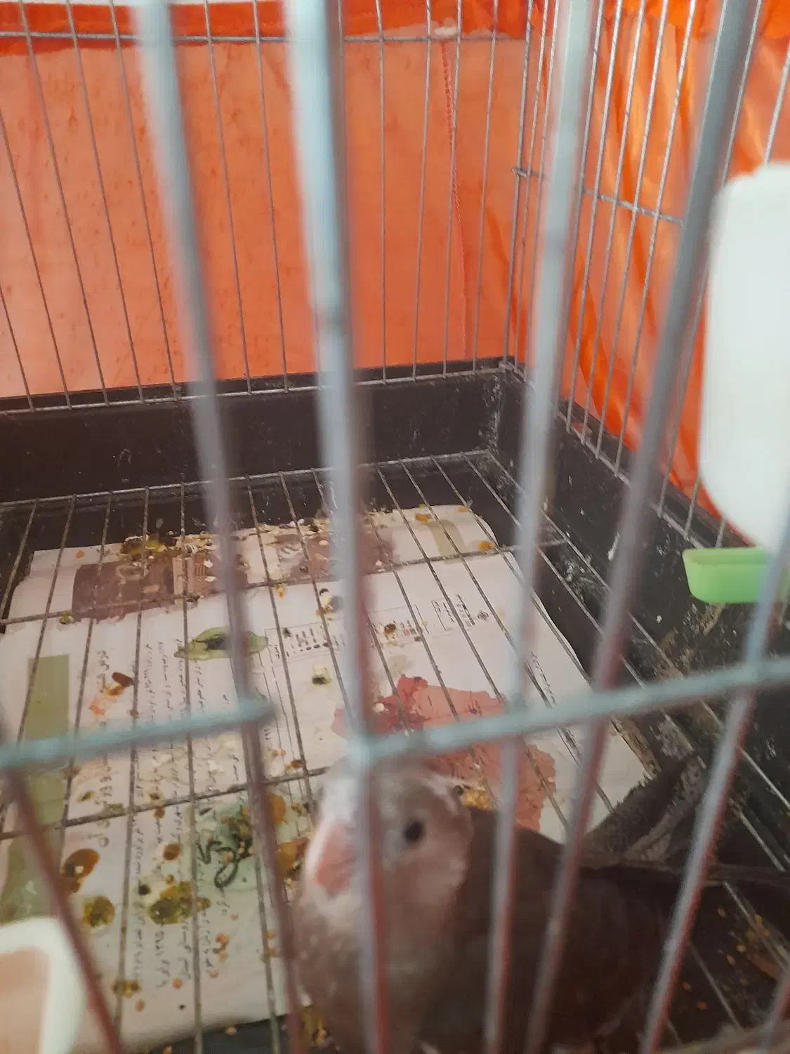 عروس هلندی|پرنده|محمدیه-قزوین, |دیوار