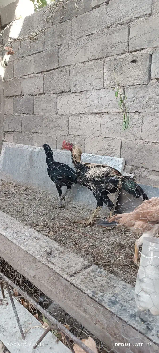 مرغ و خروس واقعا دانگ بال همانند شتر مرغ|حیوانات مزرعه|ملکان, |دیوار