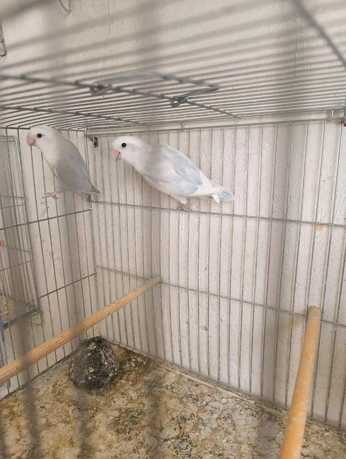 طوطی برزیلی مولد|پرنده|ملکان, |دیوار