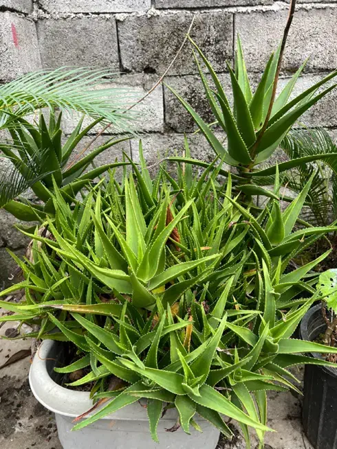 گل الوئه ورا پاجوش دانه ای ۲۵تومن|گل و گیاه طبیعی|نوشهر, |دیوار