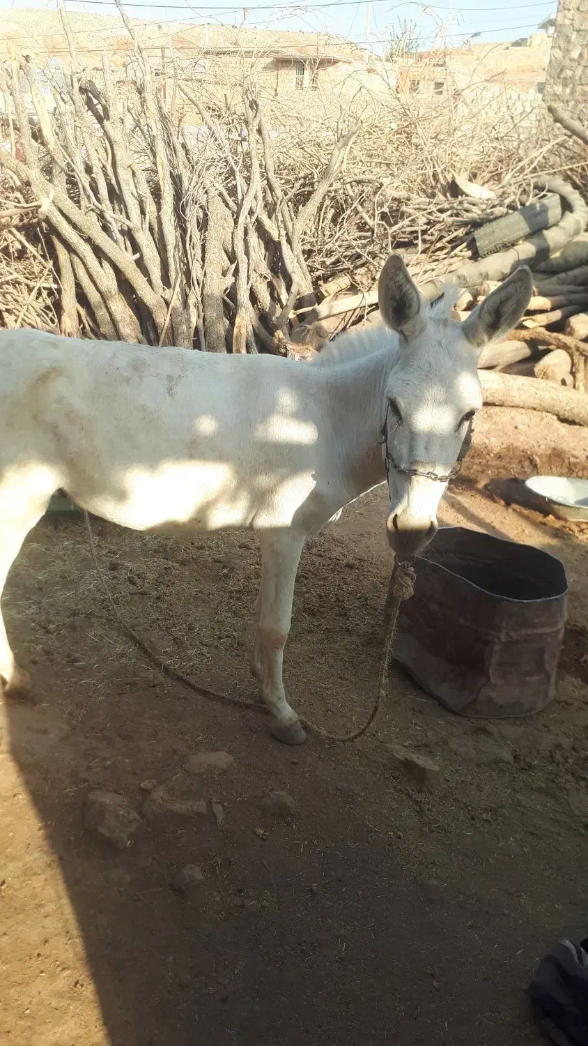 فروش یه الاغ نر گله ای سالم به شرط|حیوانات مزرعه|کوهدشت, |دیوار