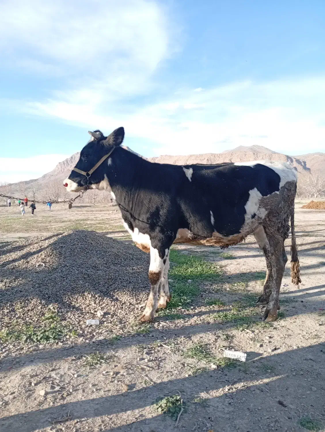 گاو|حیوانات مزرعه|ملایر, |دیوار