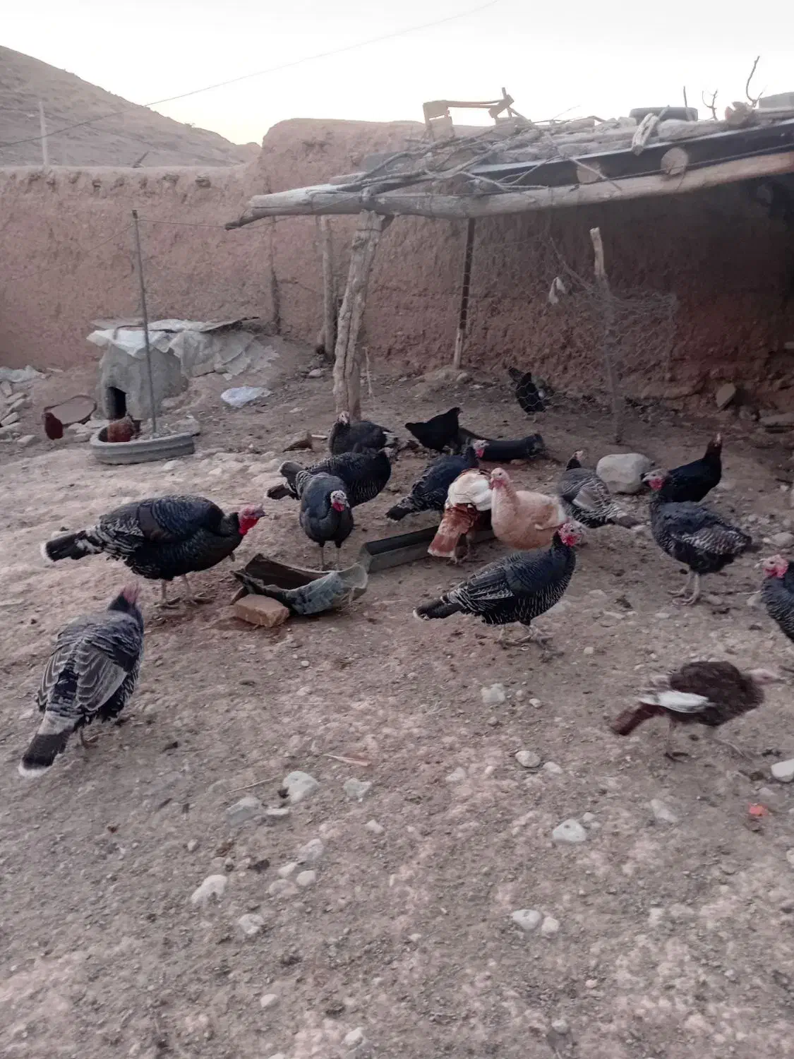 بوقلمون برزیلی ماده|حیوانات مزرعه|شیروان (خراسان), |دیوار