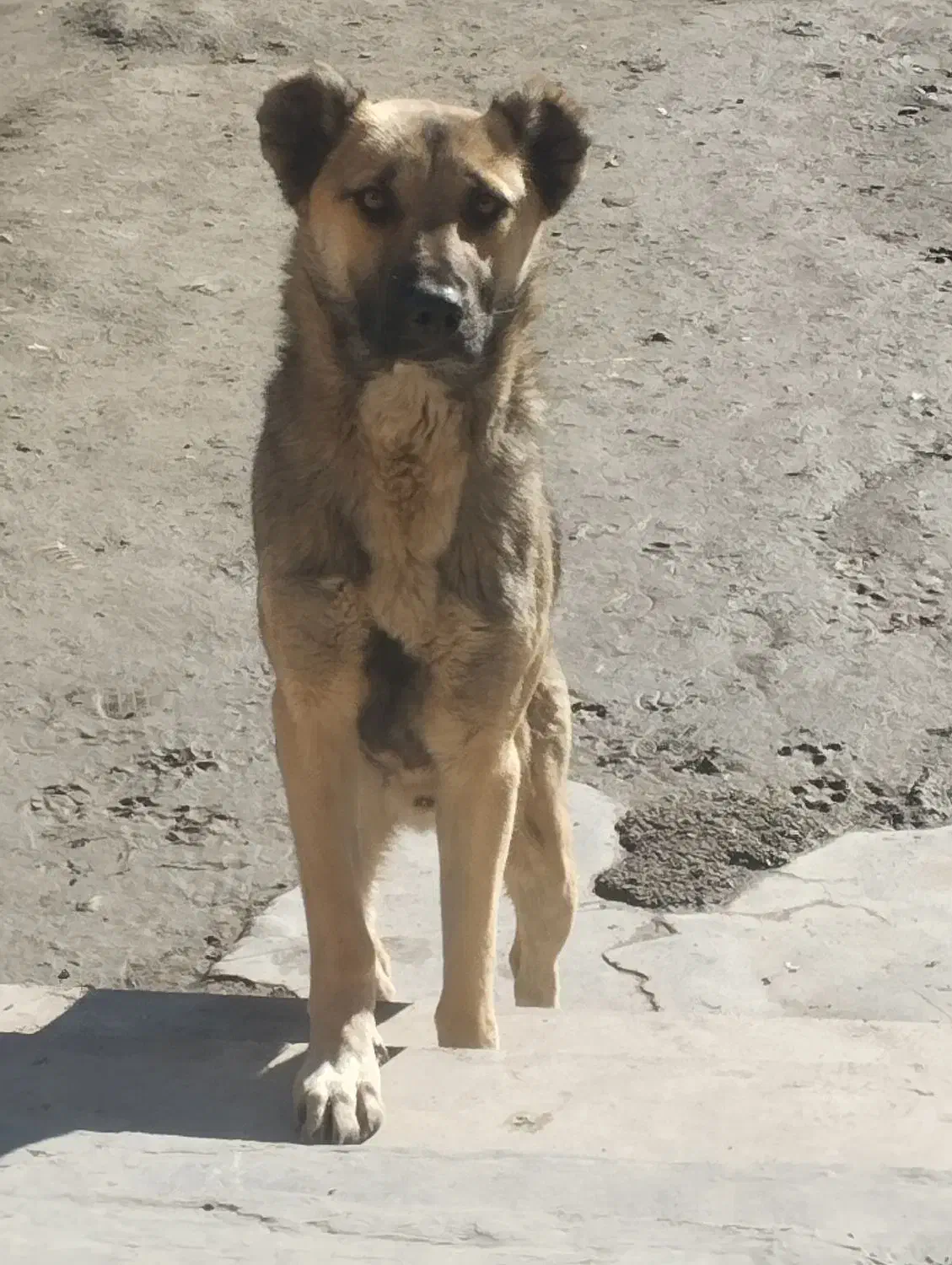 سگنگهبان|سگ|ملایر, |دیوار