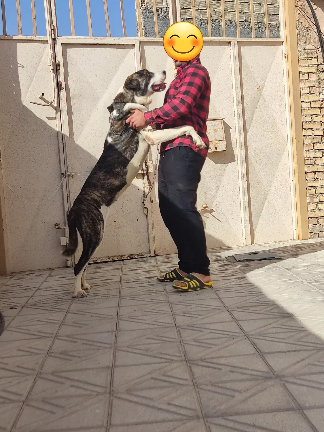 سگ الابای ترکمنستان اصیل|سگ|اصفهان, کارخانه قند اصفهان|دیوار