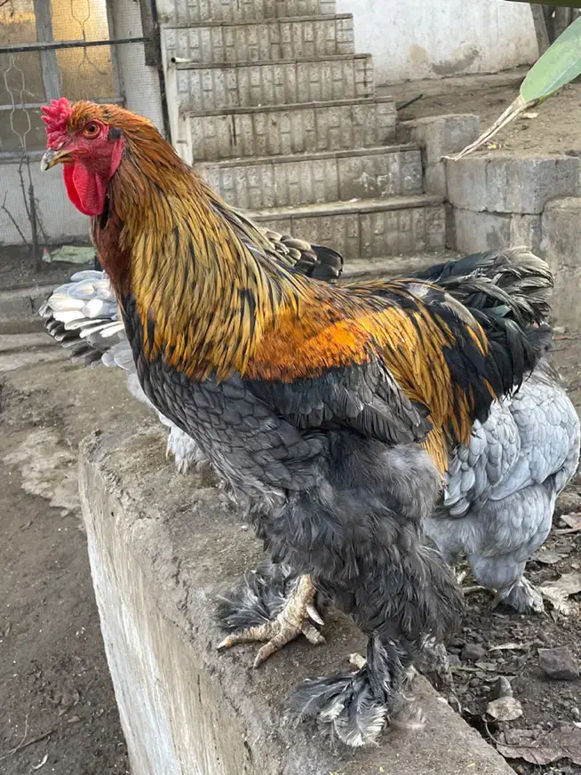 خروس برهما|حیوانات مزرعه|رودبار, |دیوار