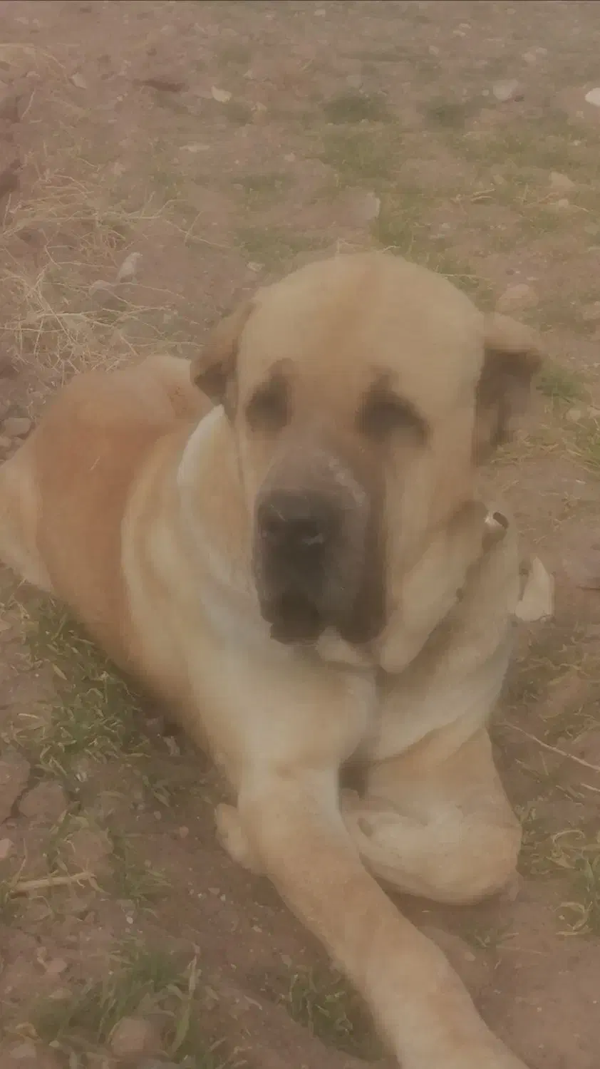 این سگ گم شد|حیوانات|نیشابور, جمهوری|دیوار