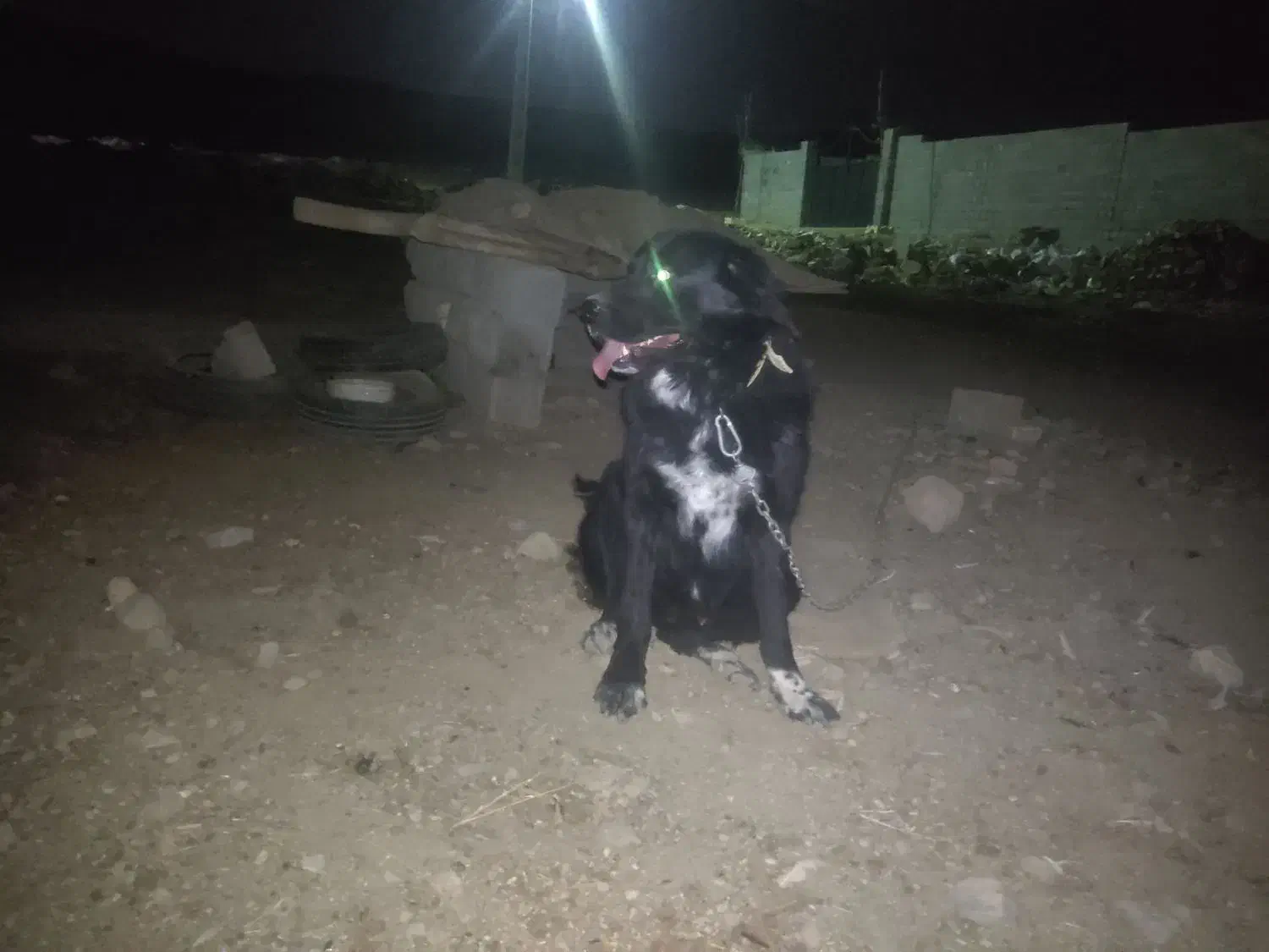 سگ قدرجان|سگ|کرمانشاه, |دیوار