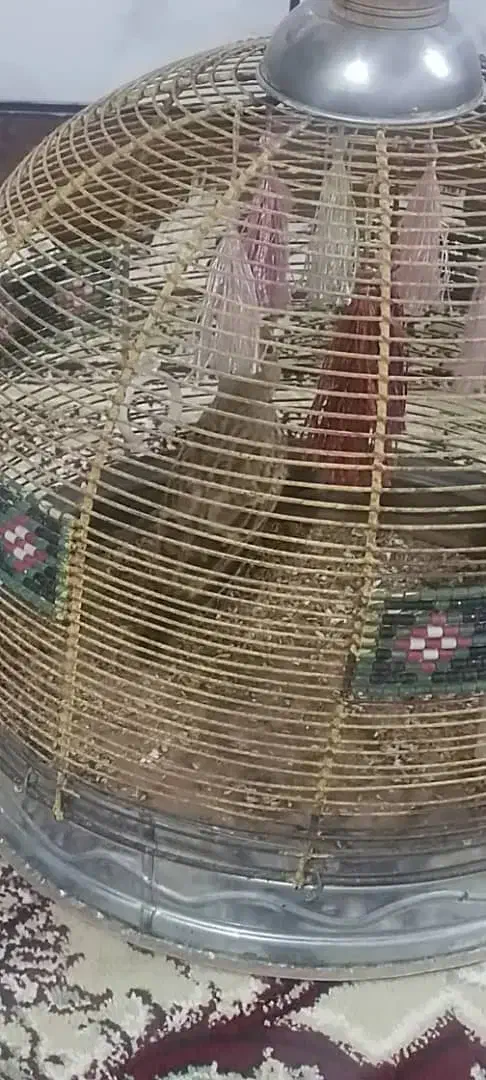 قناری|پرنده|مسجد سلیمان, |دیوار