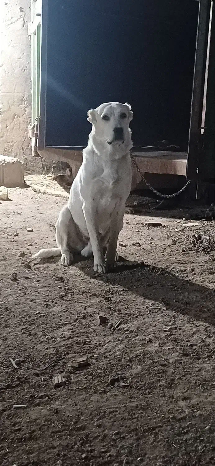 واگذاری توله آلابای|سگ|اصفهان, ارغوانیه|دیوار