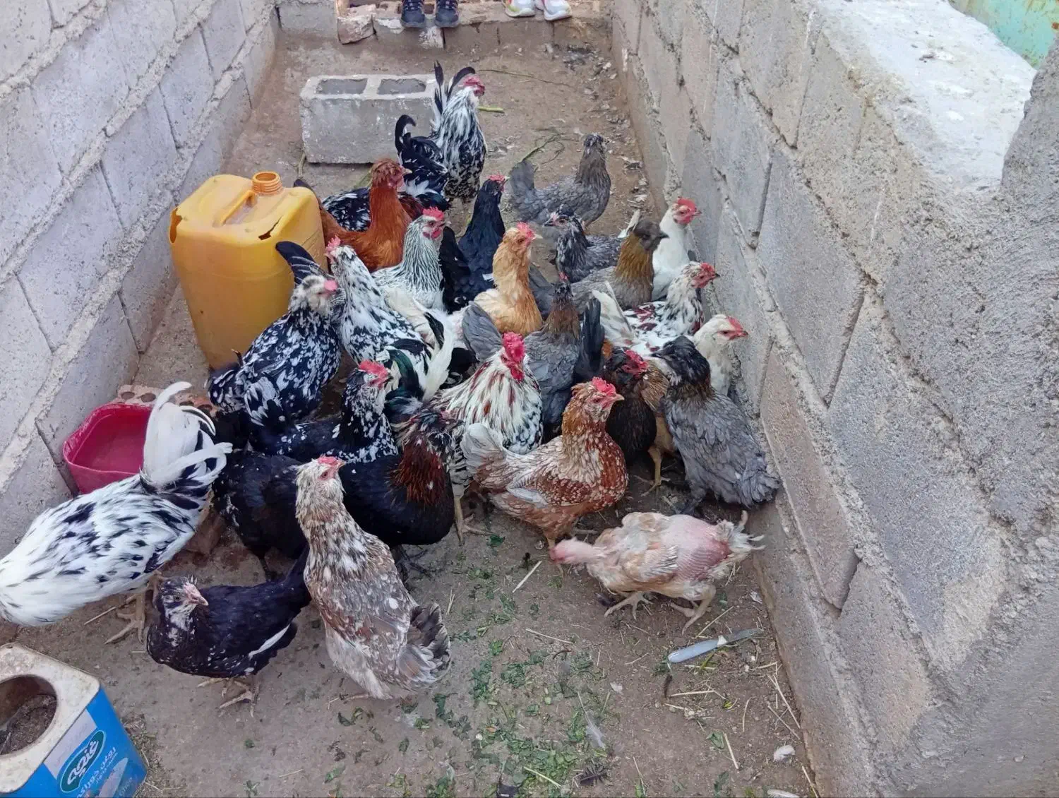 تخم‌مرغ نطفه دار گلین|حیوانات مزرعه|زرند, |دیوار