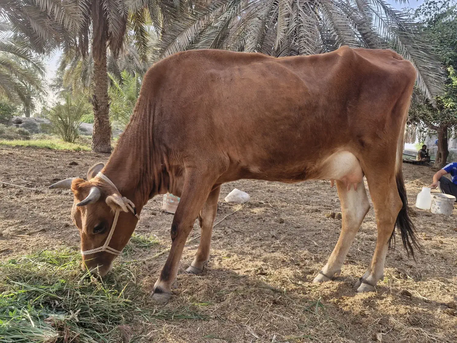 گاو جرسی با گوساله نر|حیوانات مزرعه|بندرعباس, |دیوار
