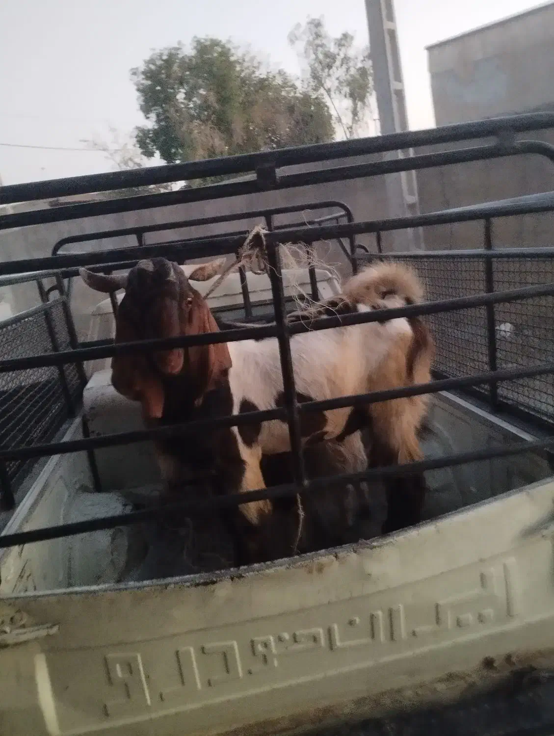 چپش|حیوانات مزرعه|جیرفت, |دیوار