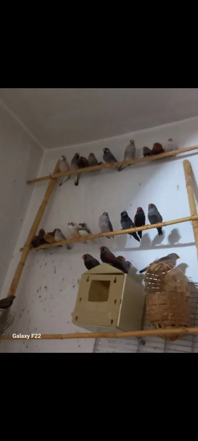 فنچ ایمو شارکول|پرنده|هشتگرد, تهران دشت|دیوار