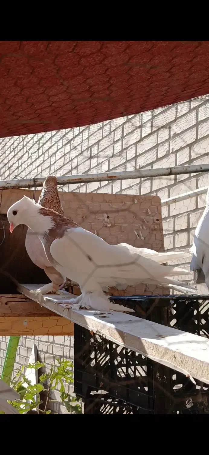 مفلق طوقی|پرنده|اصفهان, کوی امیریه|دیوار