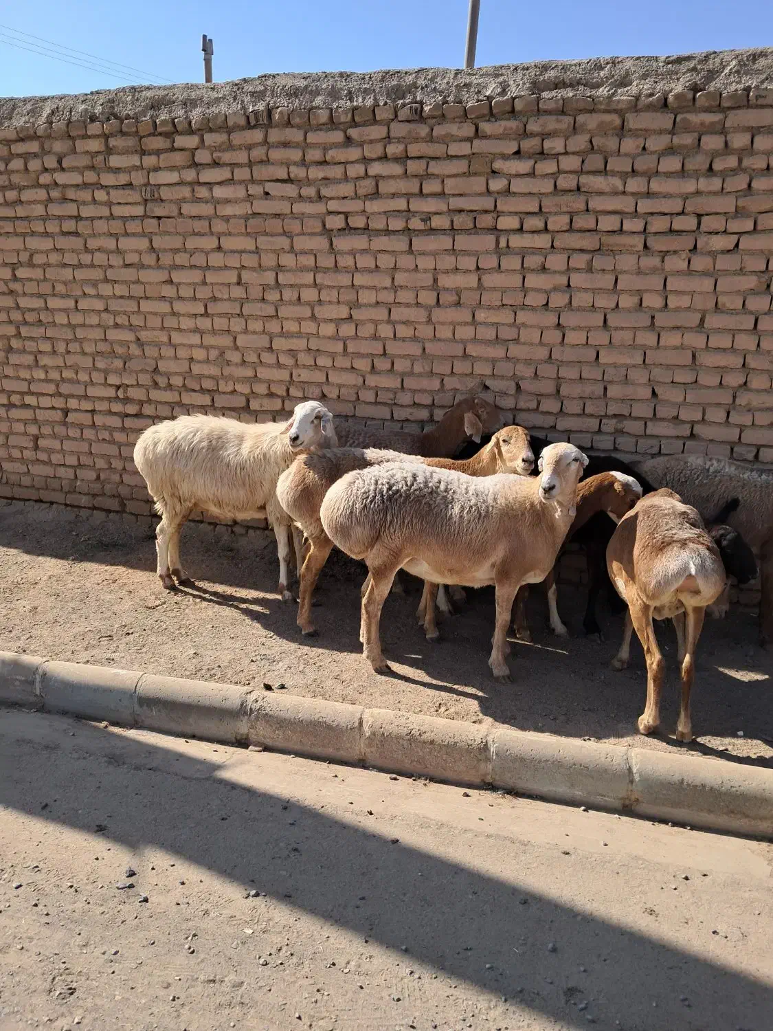 فروش چند راس میش چینی|حیوانات مزرعه|کاشمر, |دیوار
