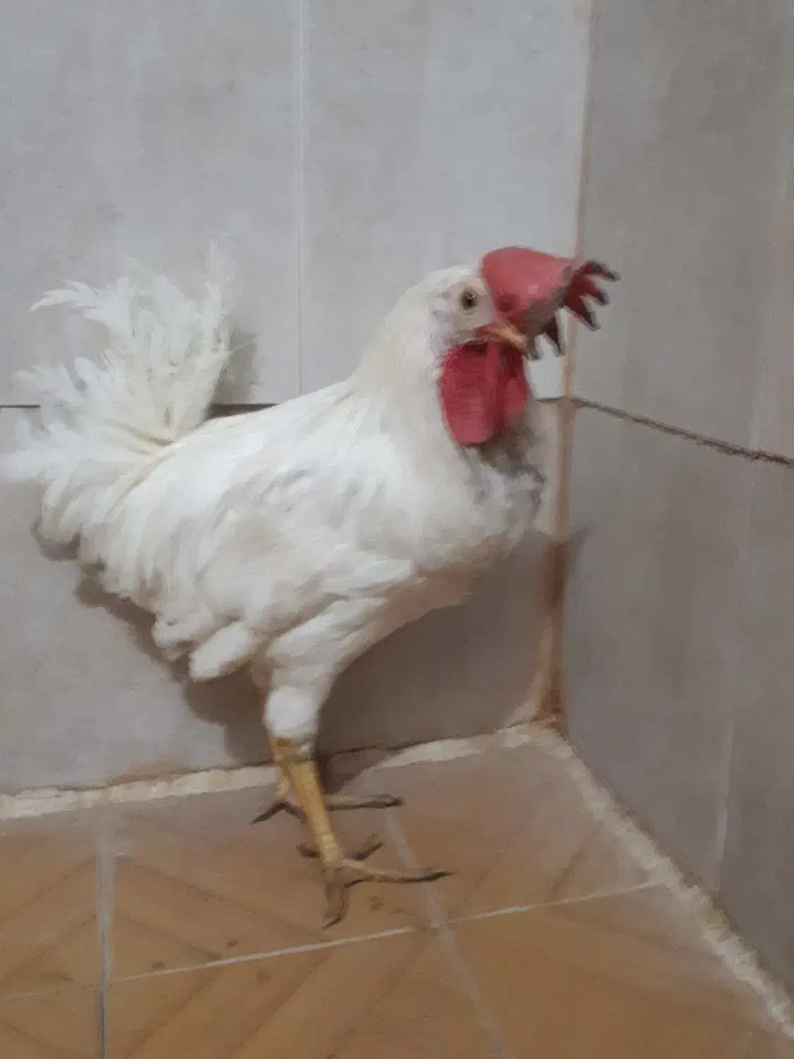 خروس سرحال|حیوانات مزرعه|قم, نخودی|دیوار