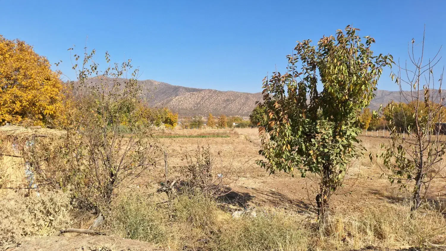 زمین کشاورزی ینگیجه|فروش زمین و ملک کلنگی|خاو و میرآباد, |دیوار