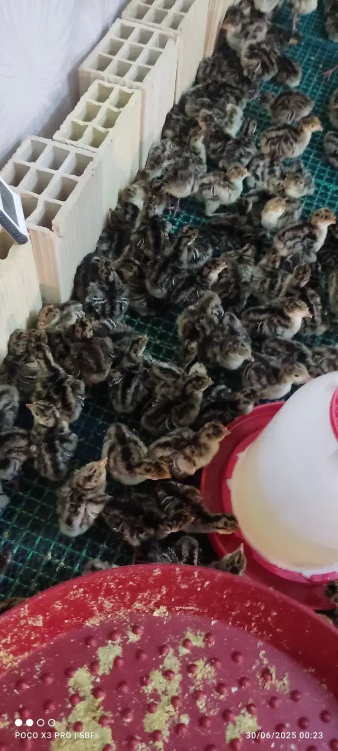 1000عدد جوجه یک روزه برنز|حیوانات مزرعه|بهارستان, |دیوار