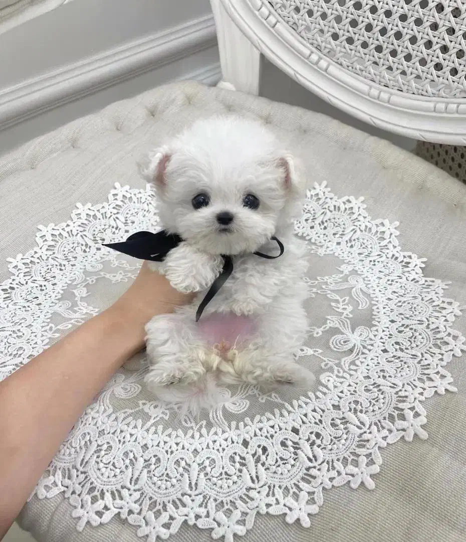 maltese مالتیز|سگ|تهران, جنتآباد مرکزی|دیوار