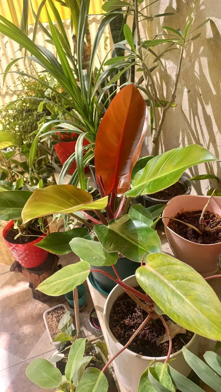 گل.طبیعی|گل و گیاه طبیعی|مسجد سلیمان, |دیوار