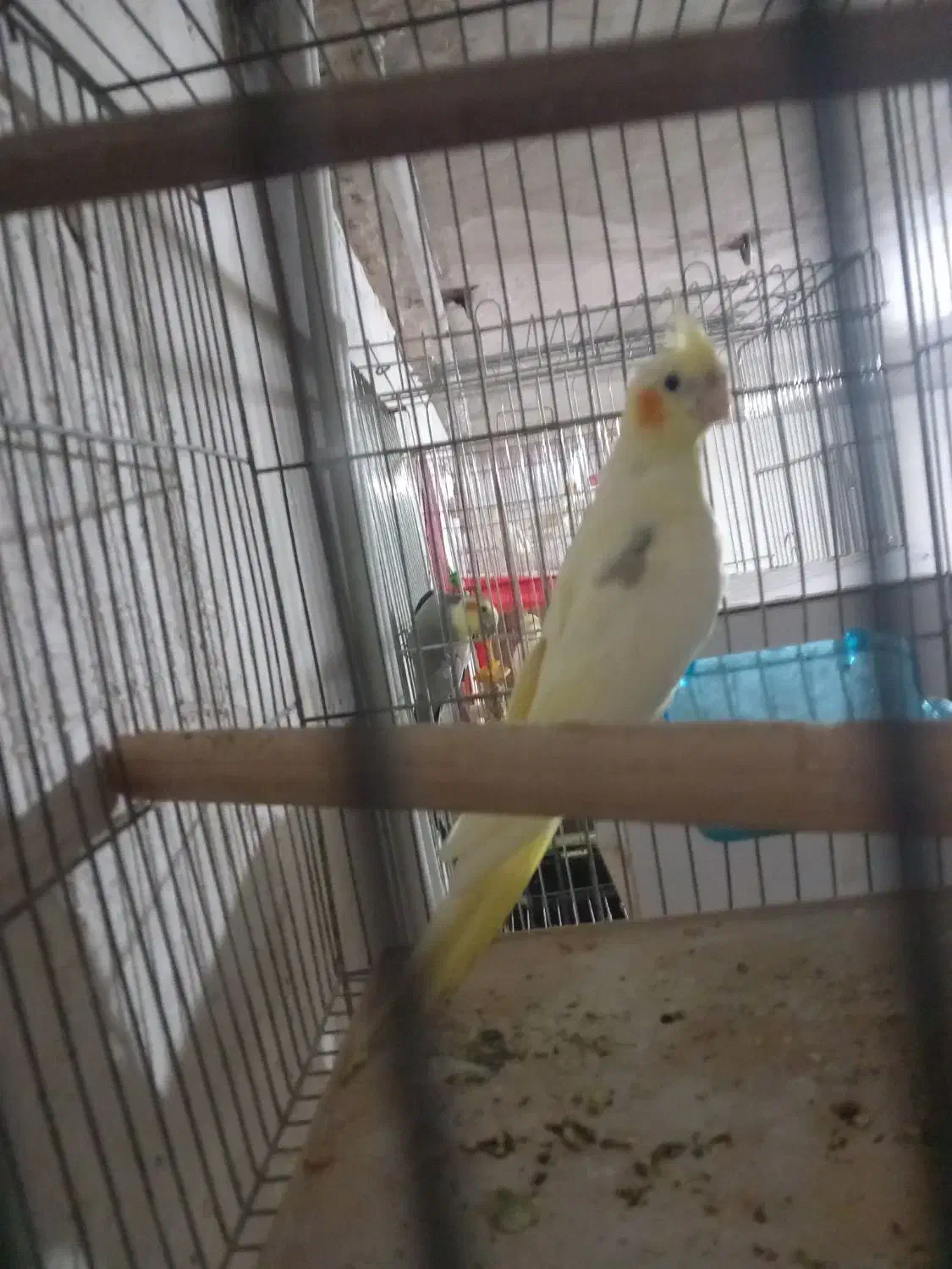 فروش مادع|پرنده|نقده, |دیوار