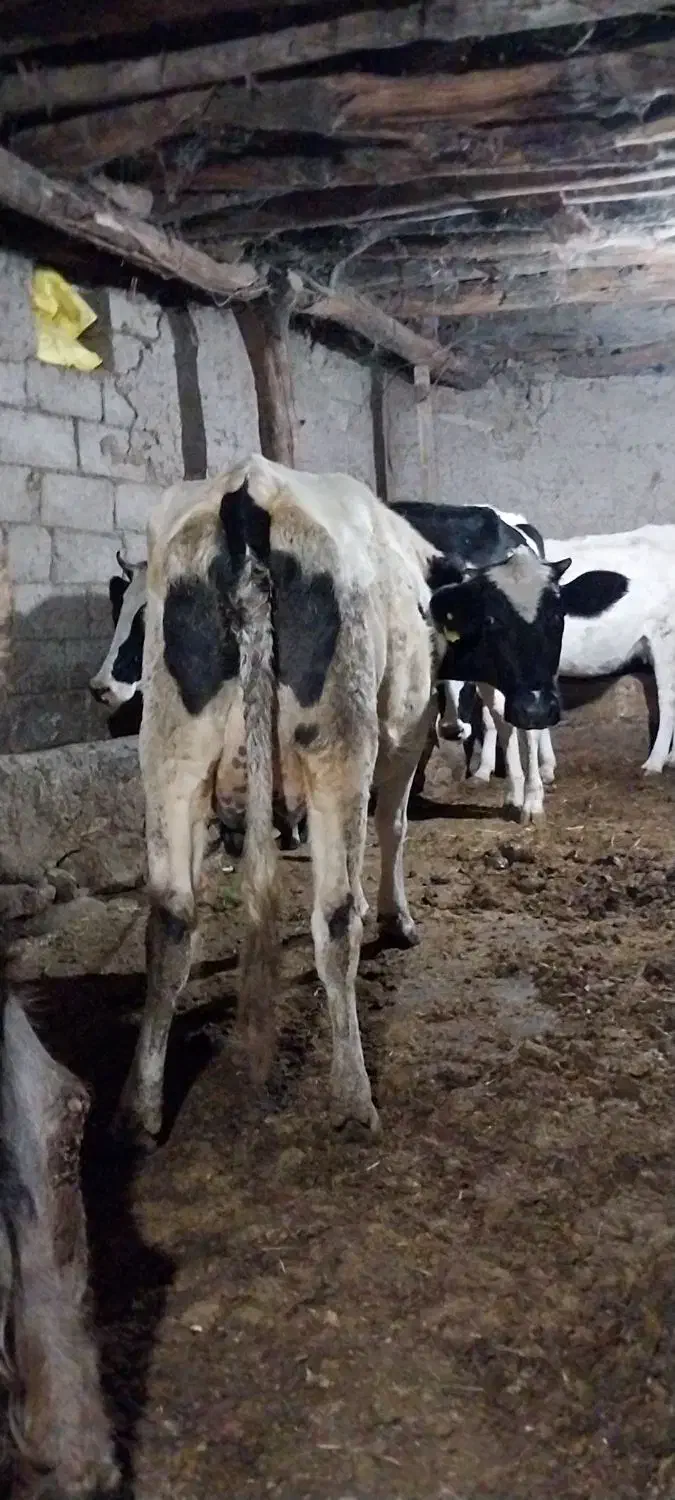گاوشیری تازه زاشکم دوم|حیوانات مزرعه|قصابه, |دیوار