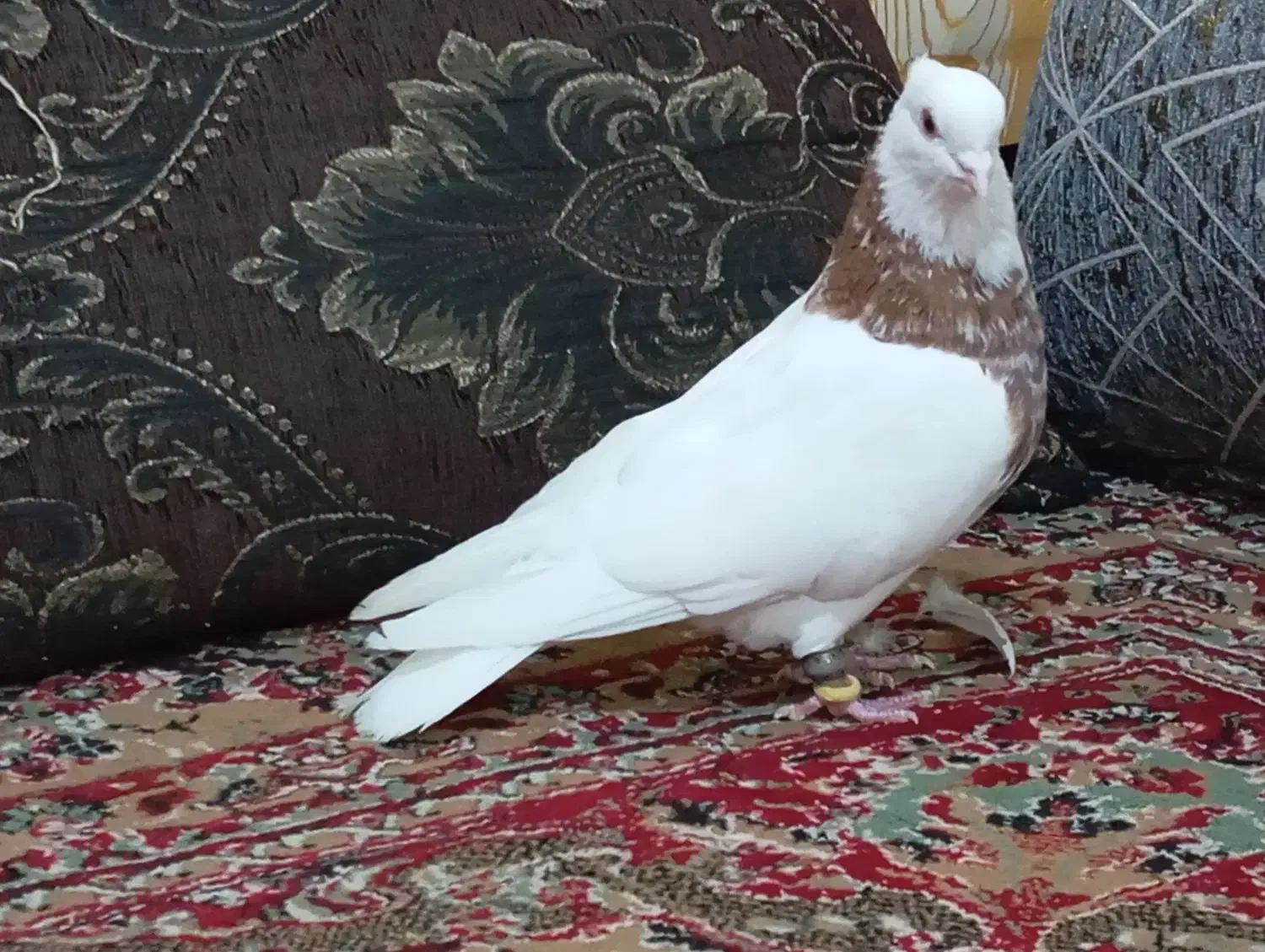 طوقی نر|پرنده|آبپخش, |دیوار