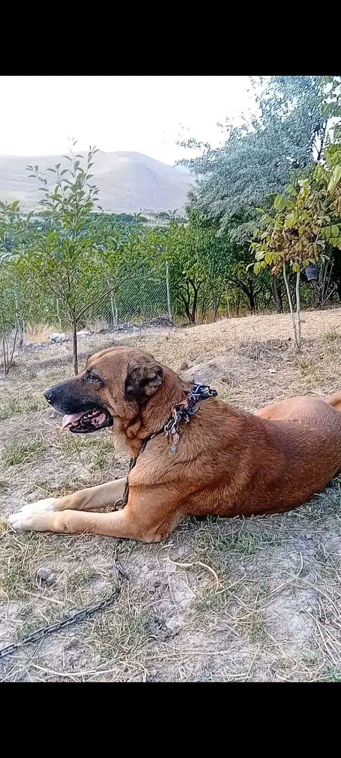 واگذاری سگ سرابی نر|سگ|صوفیان, |دیوار