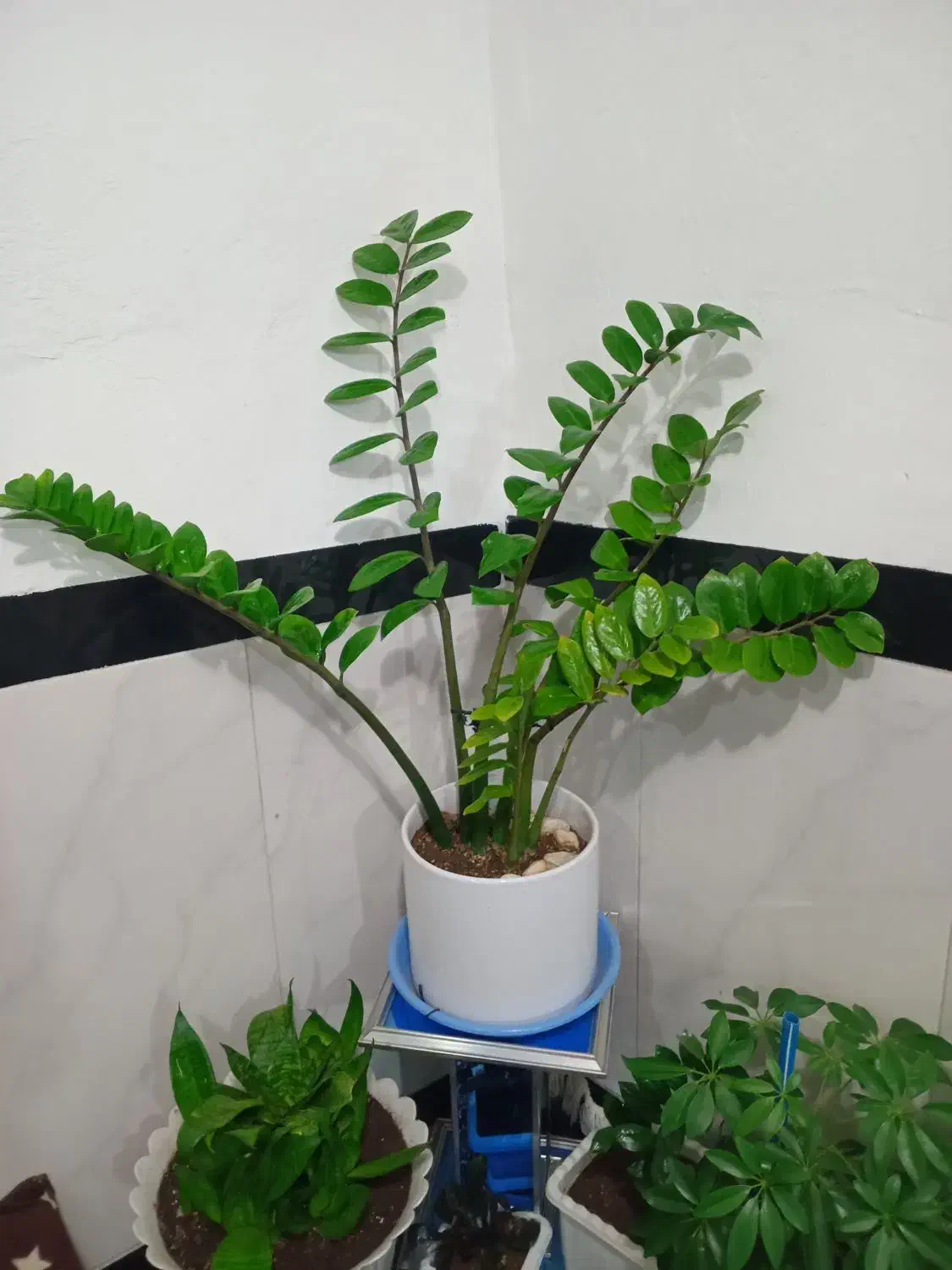 گل زامفولیا قیمت ۱میلیون ۲۰۰ هزار|گل و گیاه طبیعی|مریوان, |دیوار