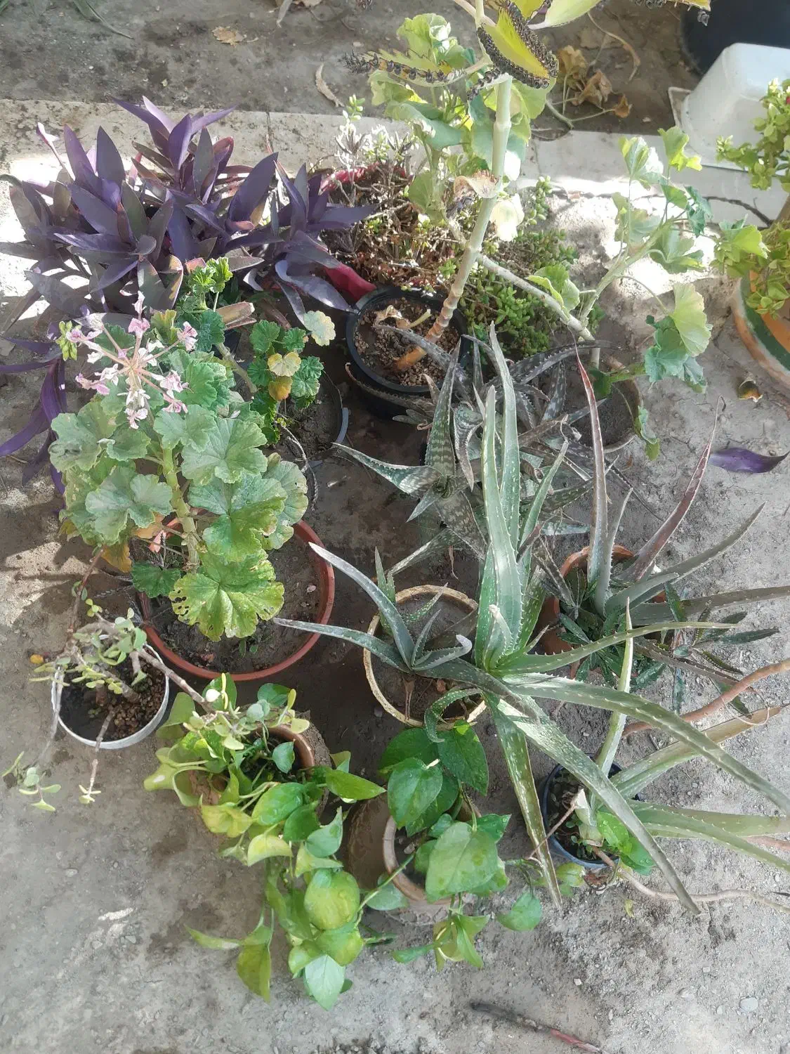 گل شمعدونی و پتوس|گل و گیاه طبیعی|گلبهار, شهر جدید گلبهار|دیوار